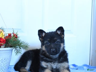 German Shepherd dogs Gracie - Ad 3