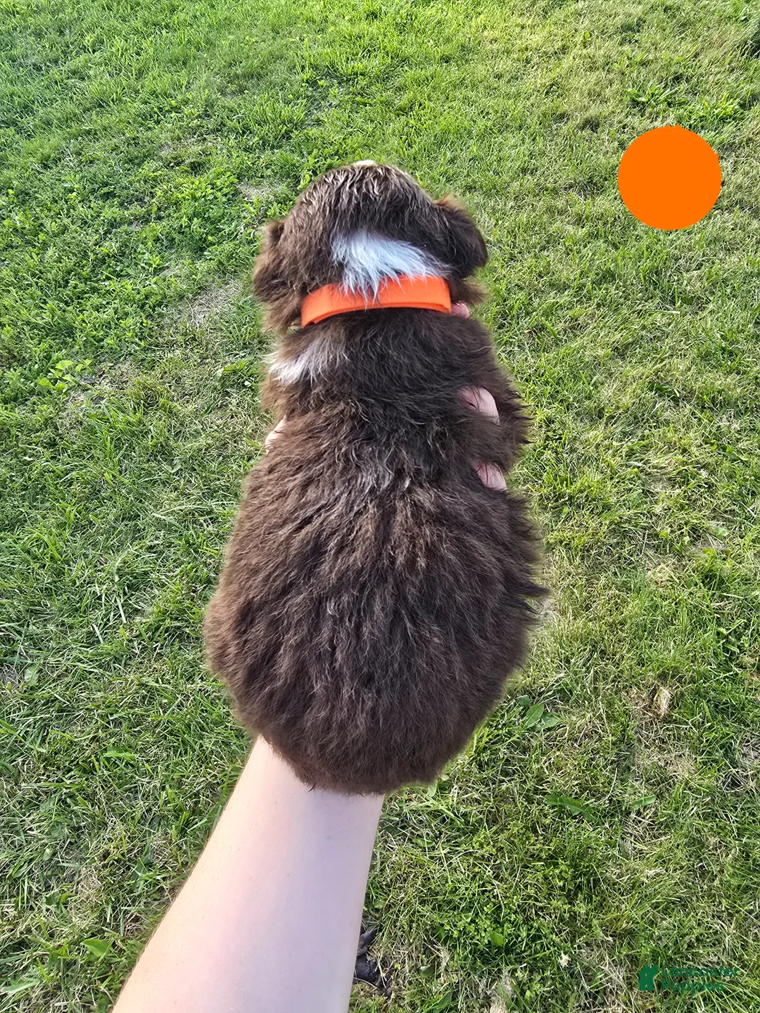 Australian Shepherd dogs for sale: Australian Shepherd Puppy Orange  - Ad 2