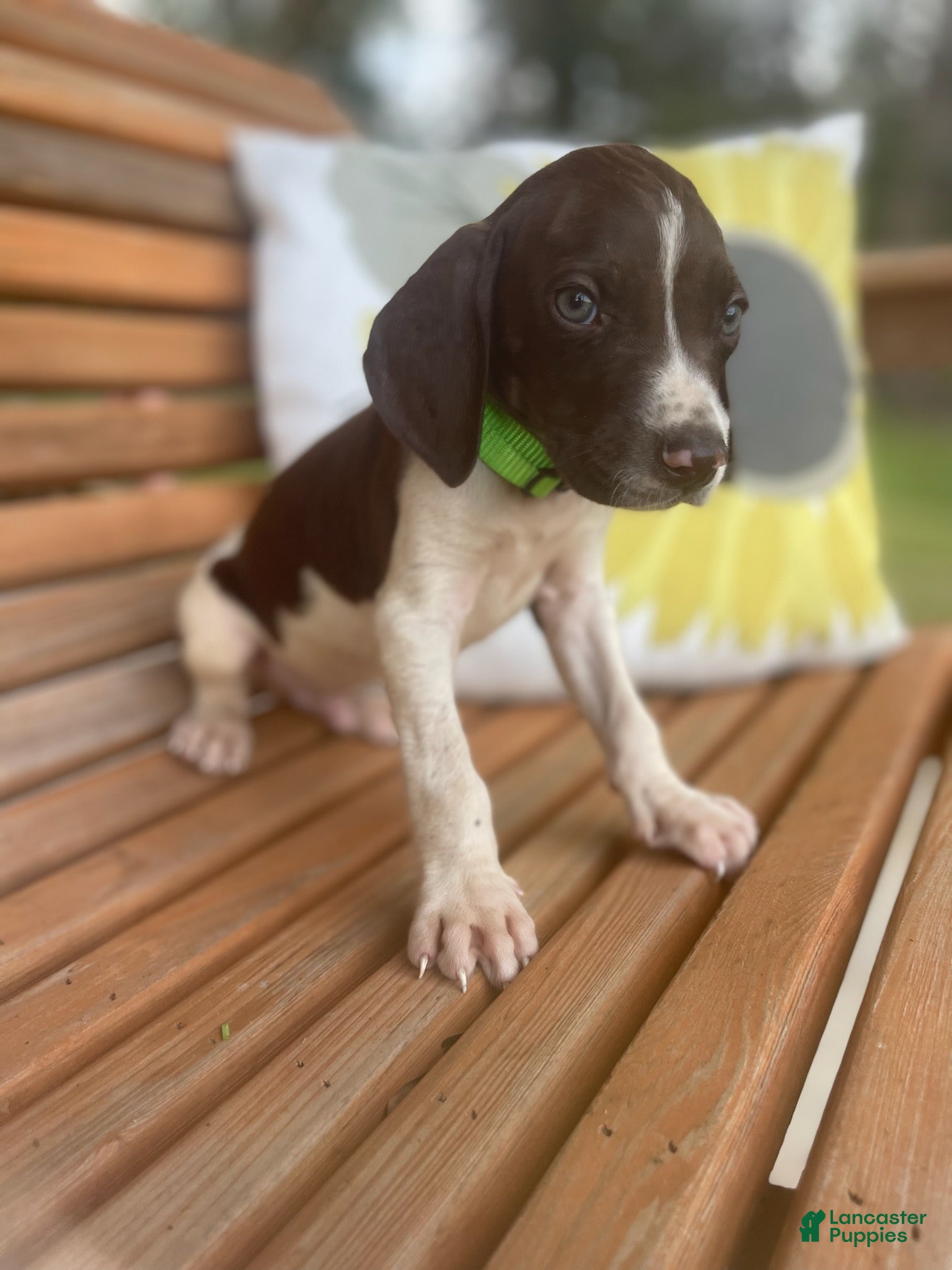 German Shorthaired Pointer dogs German Shorthaired Pointer Boy 1 - Ad 2