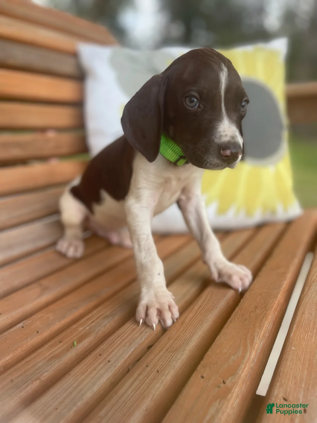 German Shorthaired Pointer dogs for sale: German Shorthaired Pointer Boy 1 - Ad 2