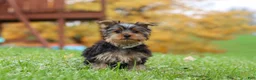 Yorkshire Terrier dogs for sale: Jasper - Ad 3