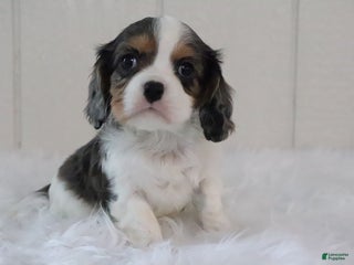 Cavalier King Charles Spaniel dogs Mia - Ad 39