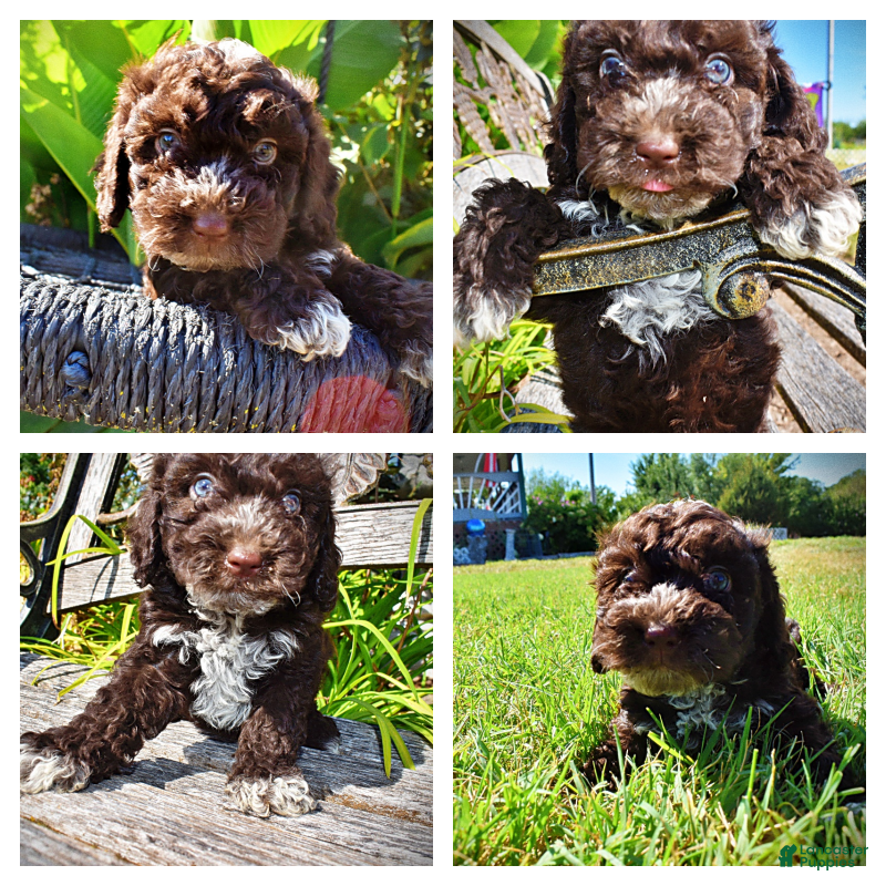 Havapoo dogs Jasper-LABOR DAY SALE-TAKE $100 OFF!!! - Ad 1
