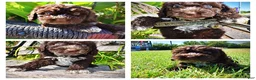 Havapoo dogs for sale: Jasper-LABOR DAY SALE-TAKE $100 OFF!!! - Ad 1