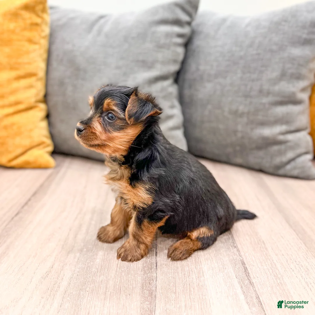 Yorkshire Terrier dogs for sale: Chief - Ad 3