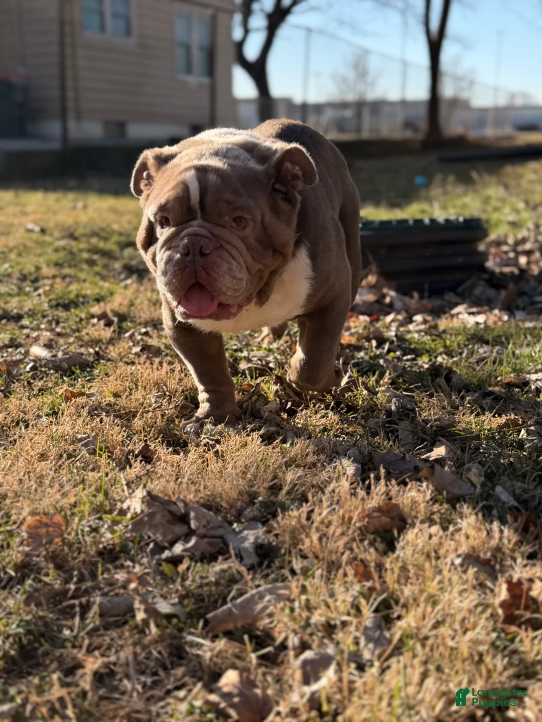 English Bulldog dogs for sale: English Bulldog Puppy 1 - Ad 2