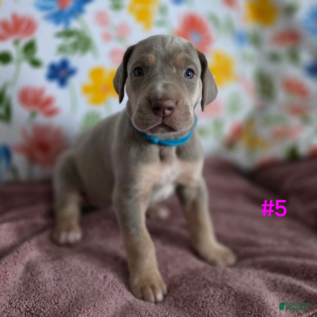 Great Dane dogs for sale: Great Dane Puppy 5 - Ad 5