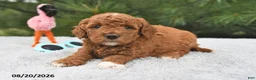 Mini Goldendoodle dogs for sale: Ruby - Ad 10
