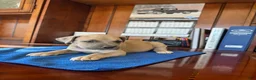 Mixed Breed dogs for sale: Mixed Breed 5 - Ad 3