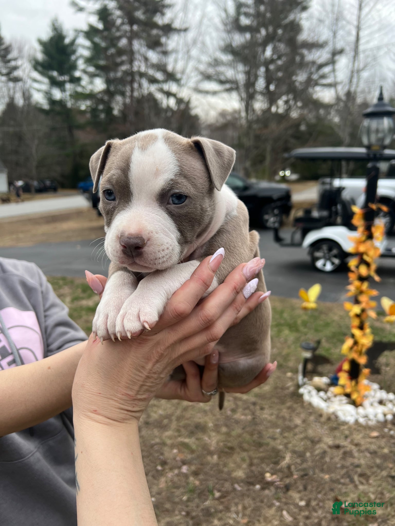 American Bully dogs American Bully Puppy 5 - Ad 13