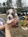 American Bully Puppy 5