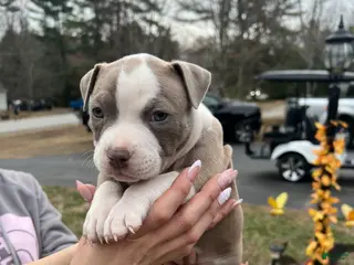 American Bully dogs American Bully Puppy 5 - Ad 13