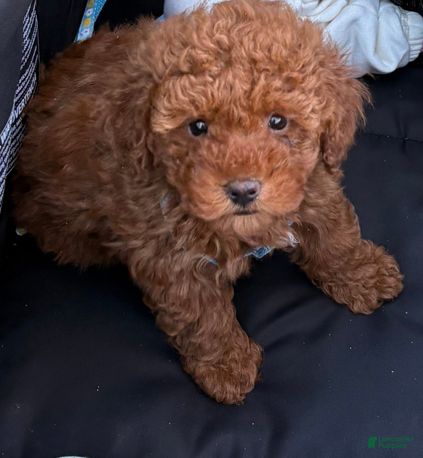 Toy Poodle dogs Toy Poodle Puppy 1 - Ad 30