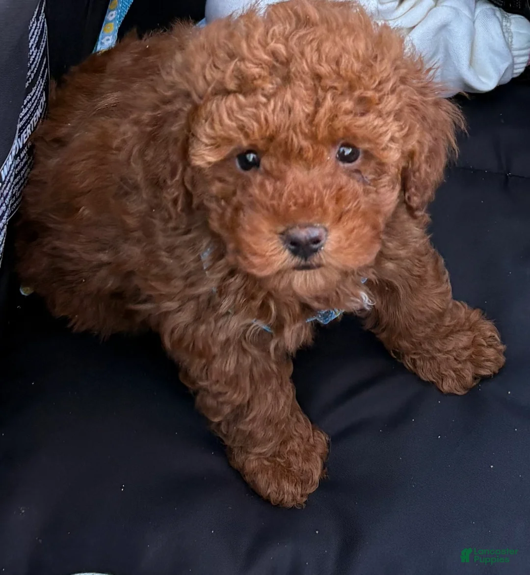 Toy Poodle dogs for sale: Toy Poodle Puppy 1 - Ad 2