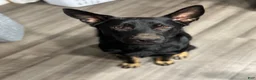 German Shepherd dogs for sale: Brown - Ad 5