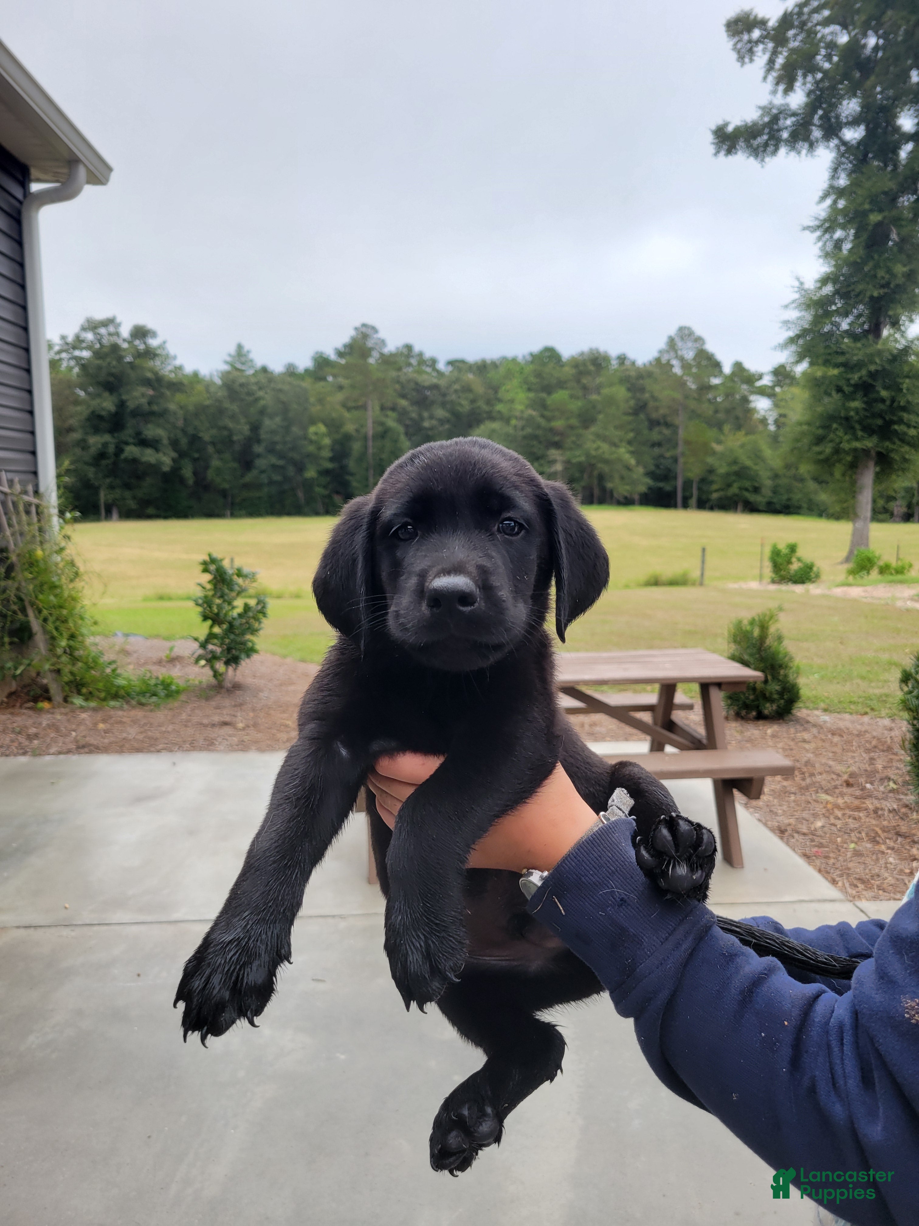 Labrador Retriever