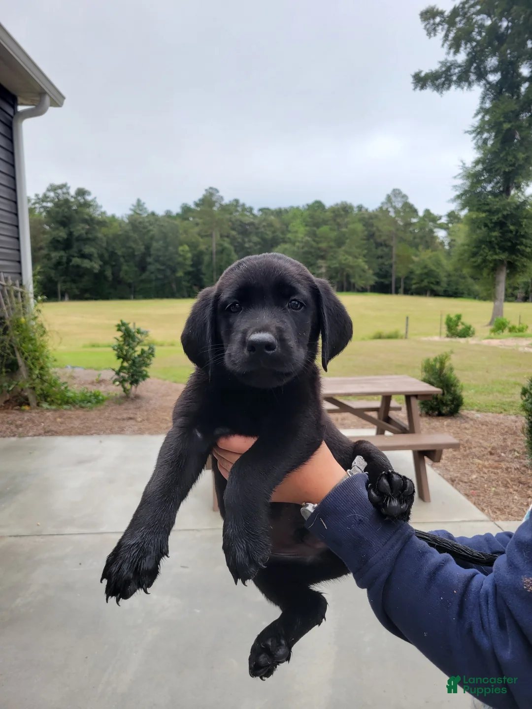 Labrador Retriever dogs for sale: Labrador Retriever 4 (teal) - Ad 1