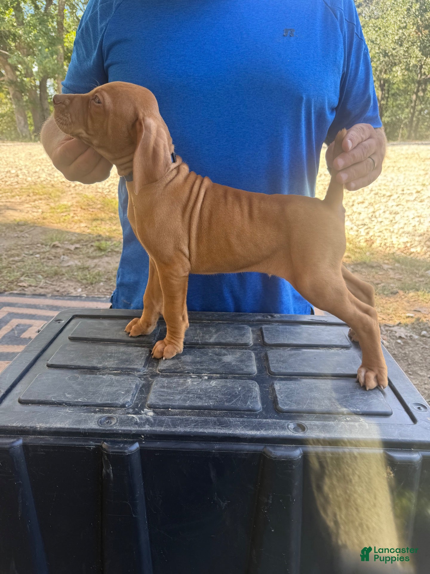 Vizsla dogs Blue - Ad 5