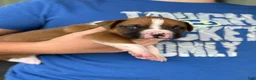 Boxer dogs for sale: Charlie - Ad 9
