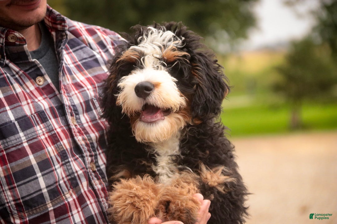 Mini Bernedoodle dogs Mooney Mini Bernedoodle  - Ad 2