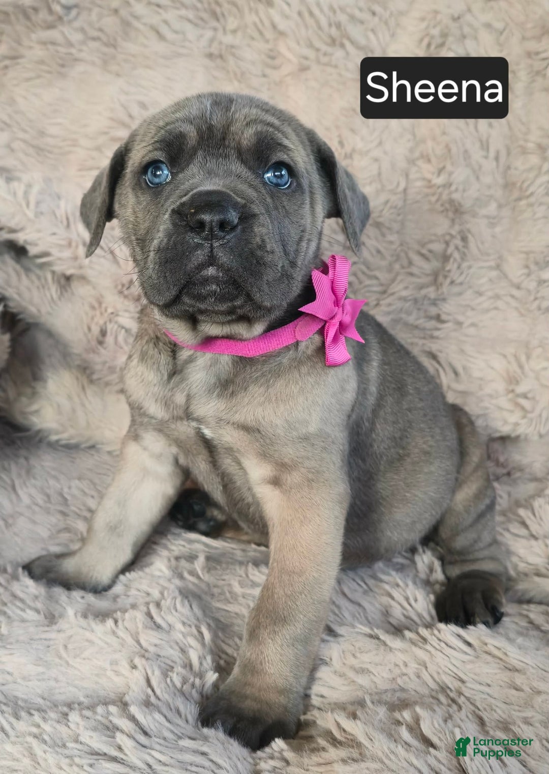 Cane Corso dogs for sale: Sheena - Ad 3