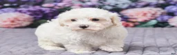 Maltipoo dogs for sale: Tommy - Ad 4