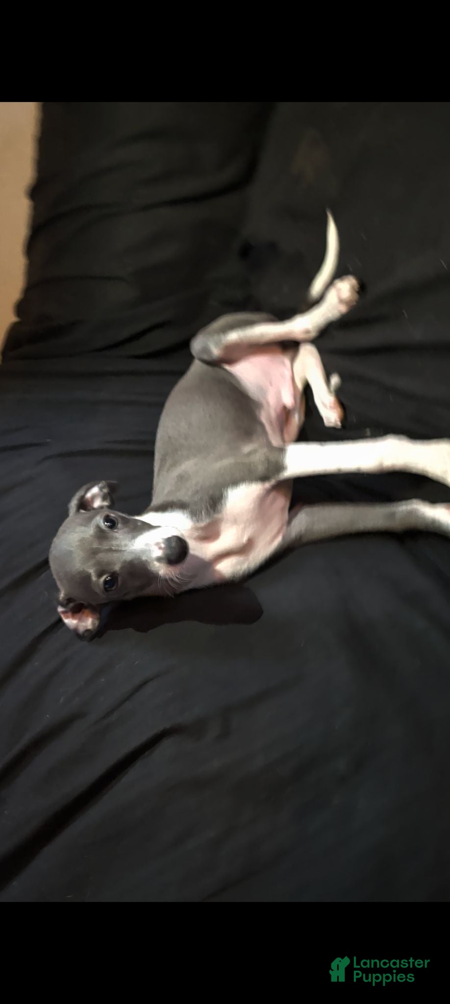 Italian Greyhound dogs Italian Greyhound 4 - Ad 2