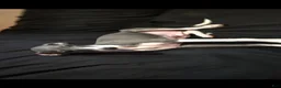 Italian Greyhound dogs for sale: Italian Greyhound 4 - Ad 2