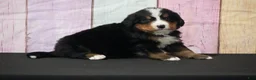 Bernese Mountain Dog dogs for sale: Bernese Mountain Dog Puppy 2 - Ad 3
