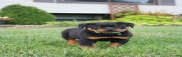 Rottweiler dogs for sale: Rottweiler 3 - Ad 4
