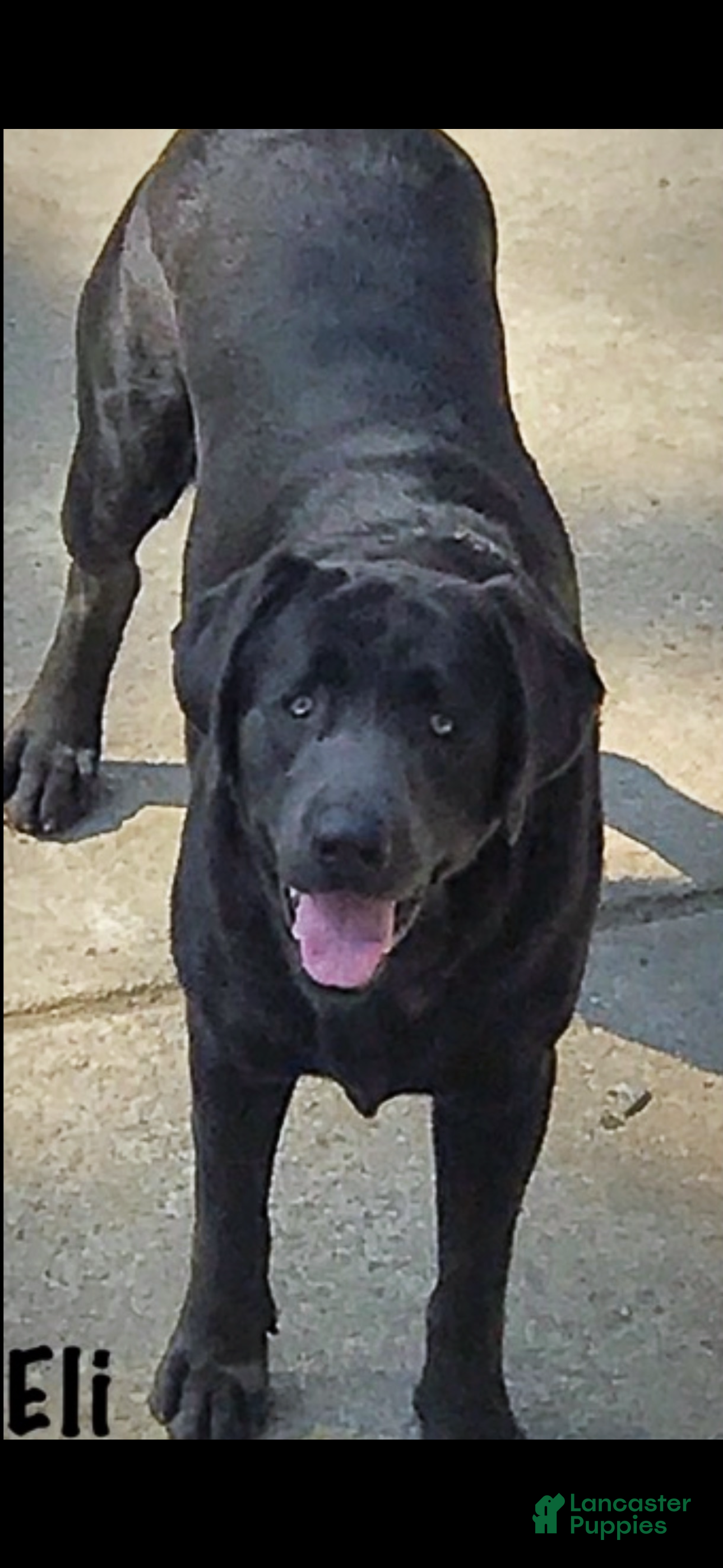 Eli