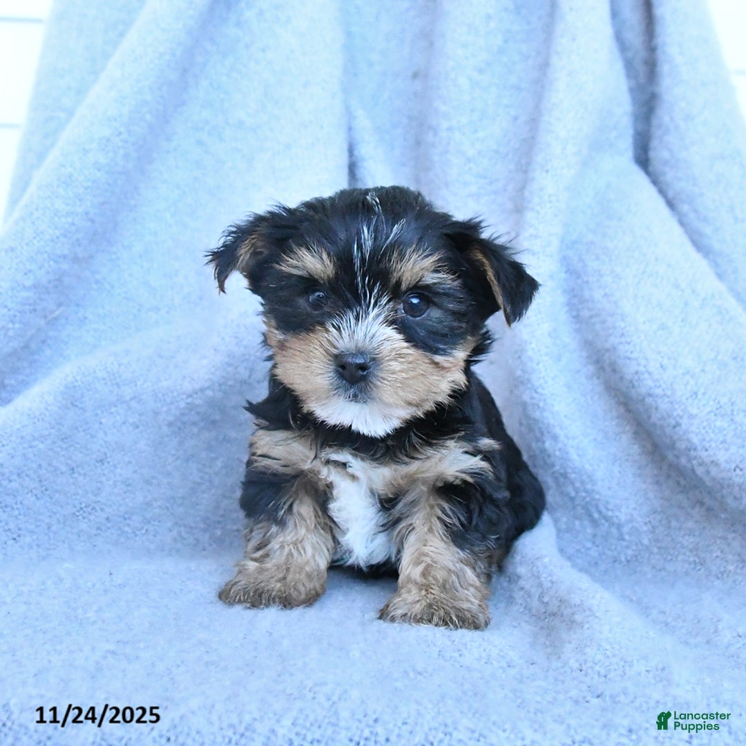 Yorkshire Terrier dogs for sale: Flash - Ad 1