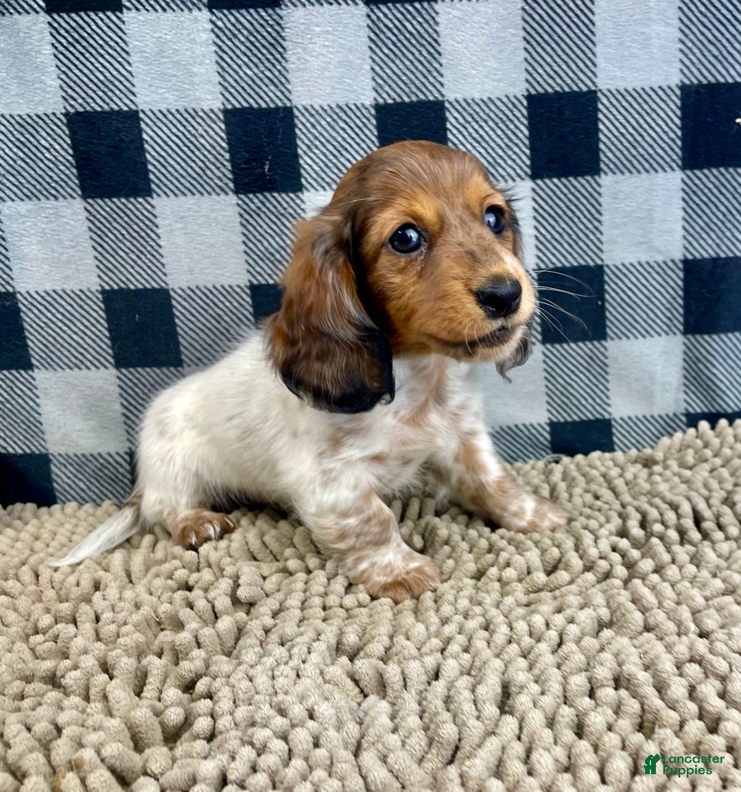 Miniature Dachshund dogs for sale: Kelly - Ad 6