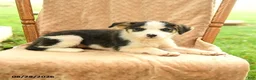 Mixed Breed dogs for sale: Fern - Ad 4