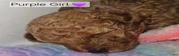Toy Poodle dogs for sale: Toy Poodle 3 - Ad 19