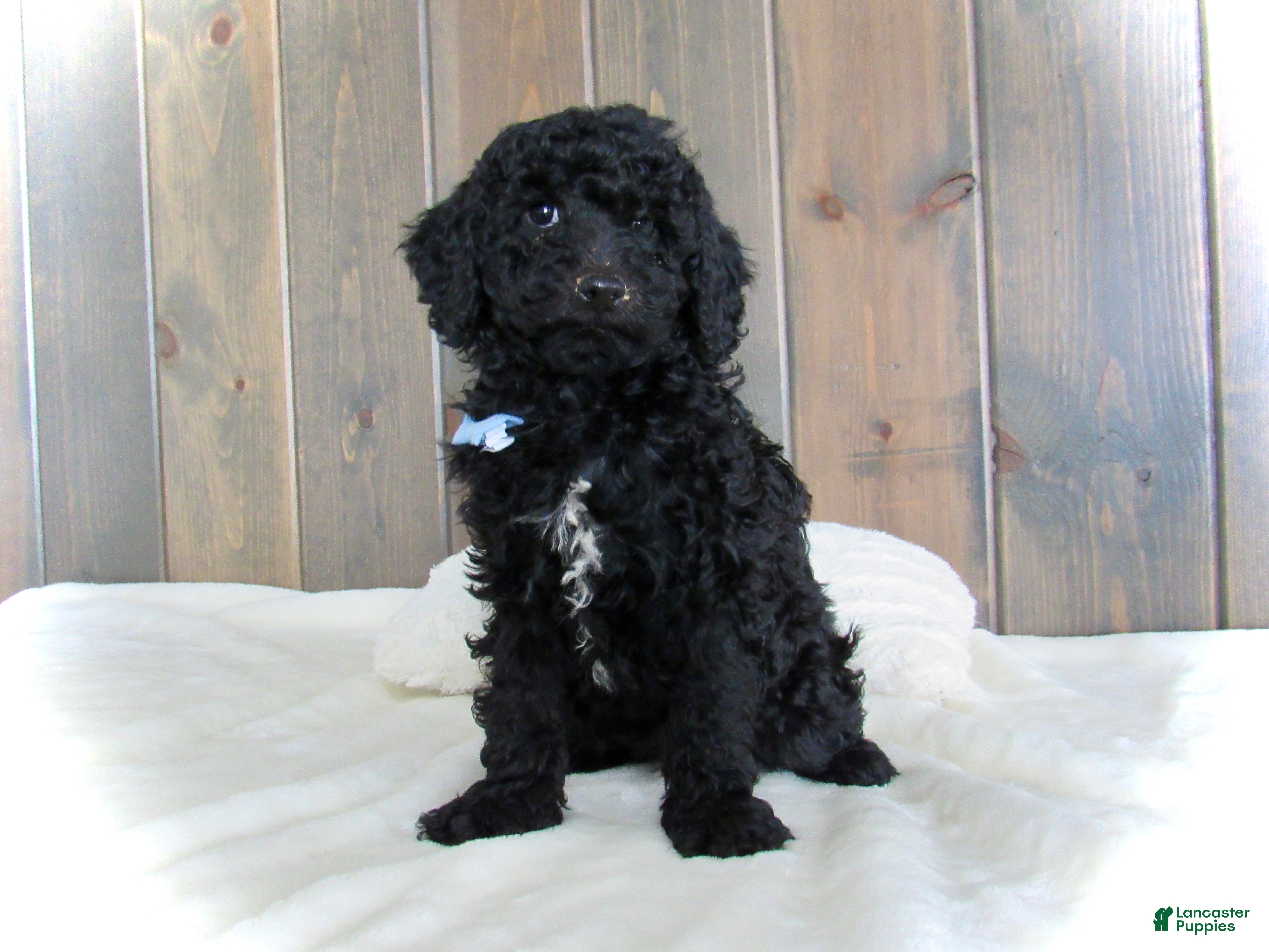 Mini Goldendoodle dogs Jordan - Ad 26
