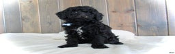 Mini Goldendoodle dogs for sale: Jordan - Ad 1