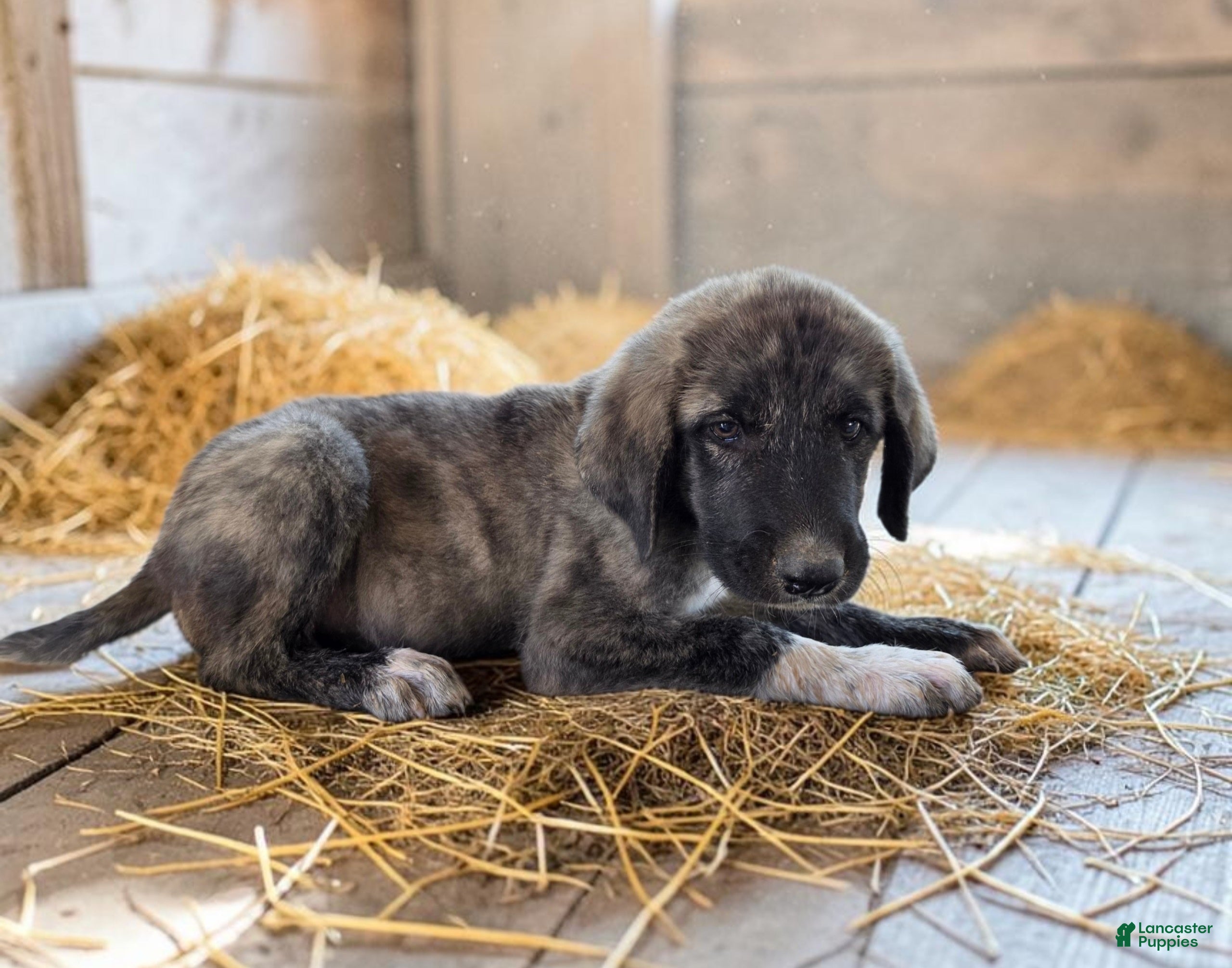 Anatolian Shepherd dogs Aspen 2026 Male 3 - Ad 3