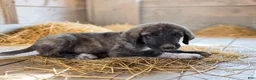Anatolian Shepherd dogs for sale: Aspen 2026 Male 3 - Ad 1