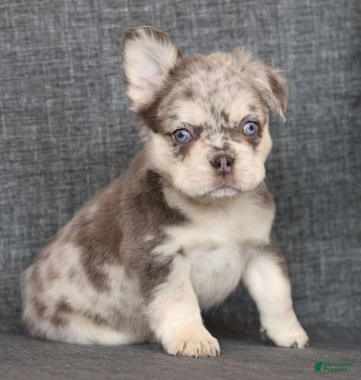 French Bulldog dogs Lilly Fluffy Lilac Tan Merle - Ad 1