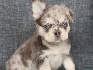 French Bulldog dogs for sale: Lilly Fluffy Lilac Tan Merle - Ad 4