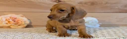 Miniature Dachshund dogs for sale: Hendrix  - Ad 10