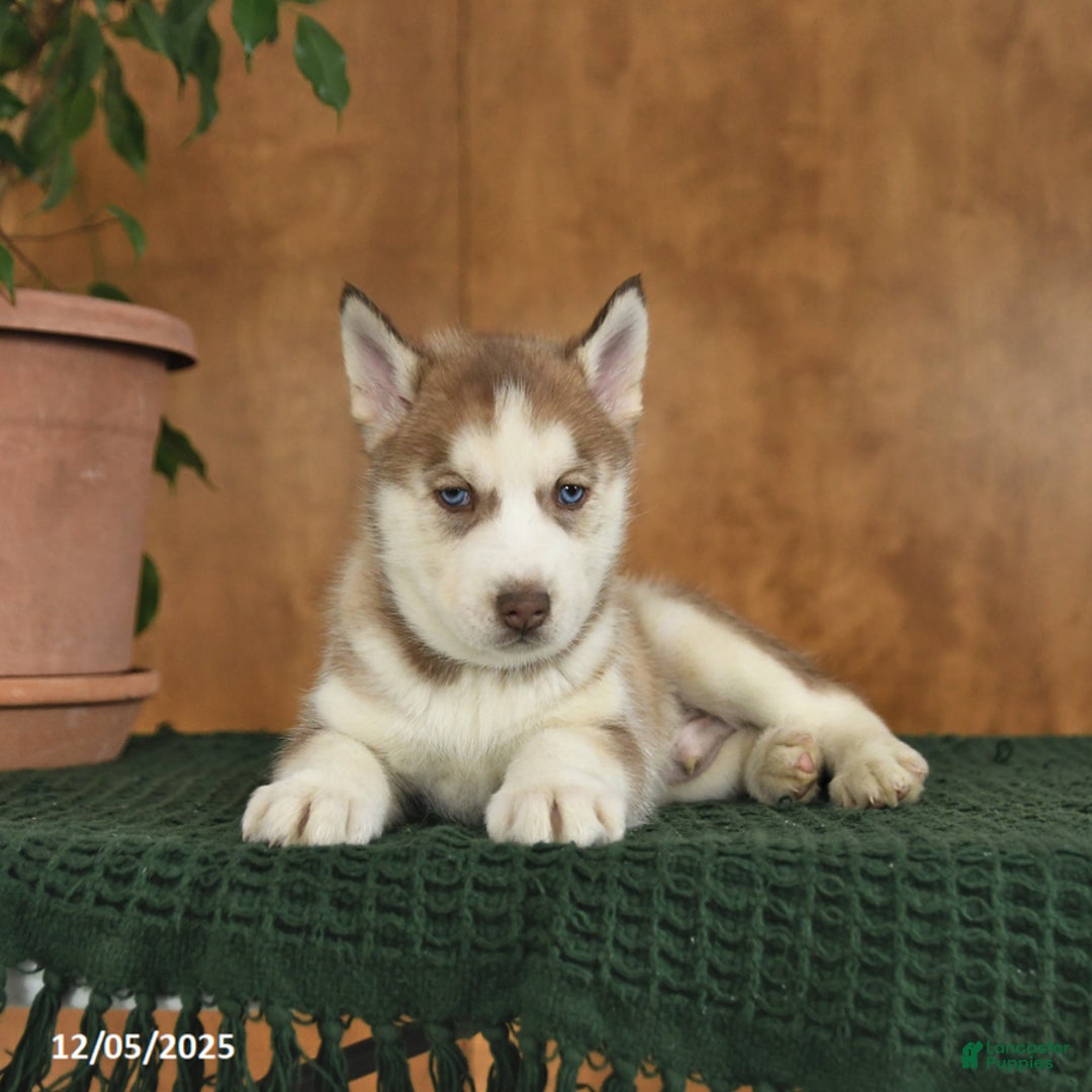 Siberian Husky dogs for sale: Arizona - Ad 3