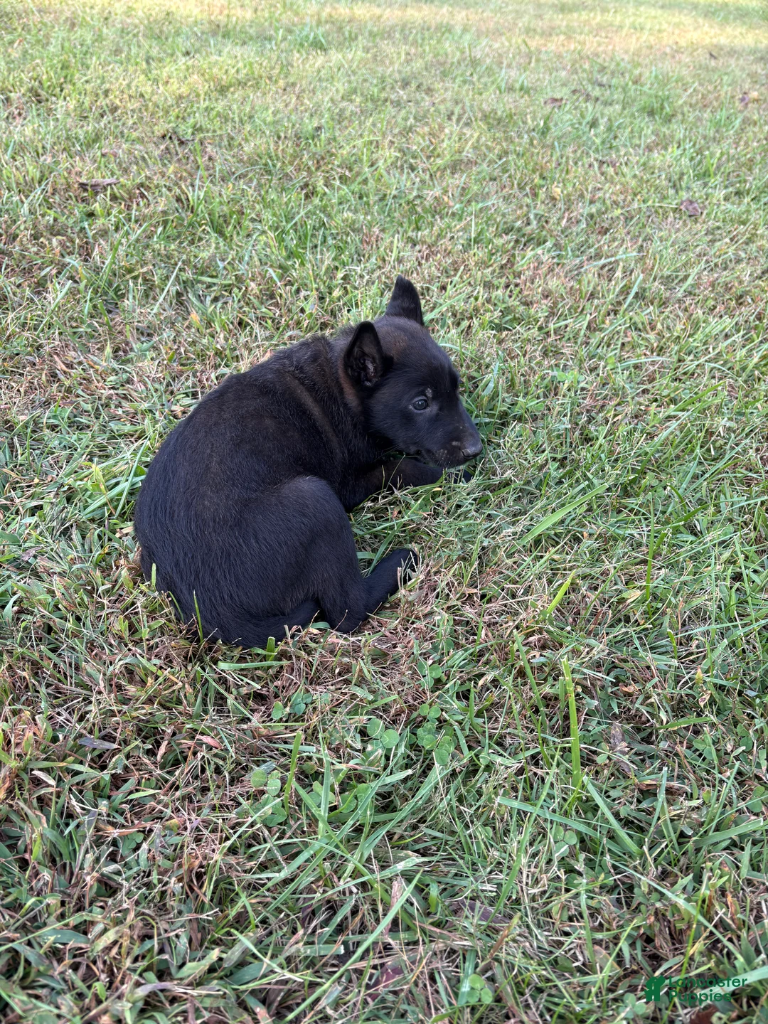 Belgian Malinois dogs for sale: Clark Kent (dark blue) - Ad 2
