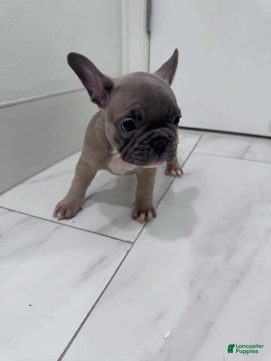 French Bulldog dogs for sale: French Bulldog Puppy 2 - Ad 7