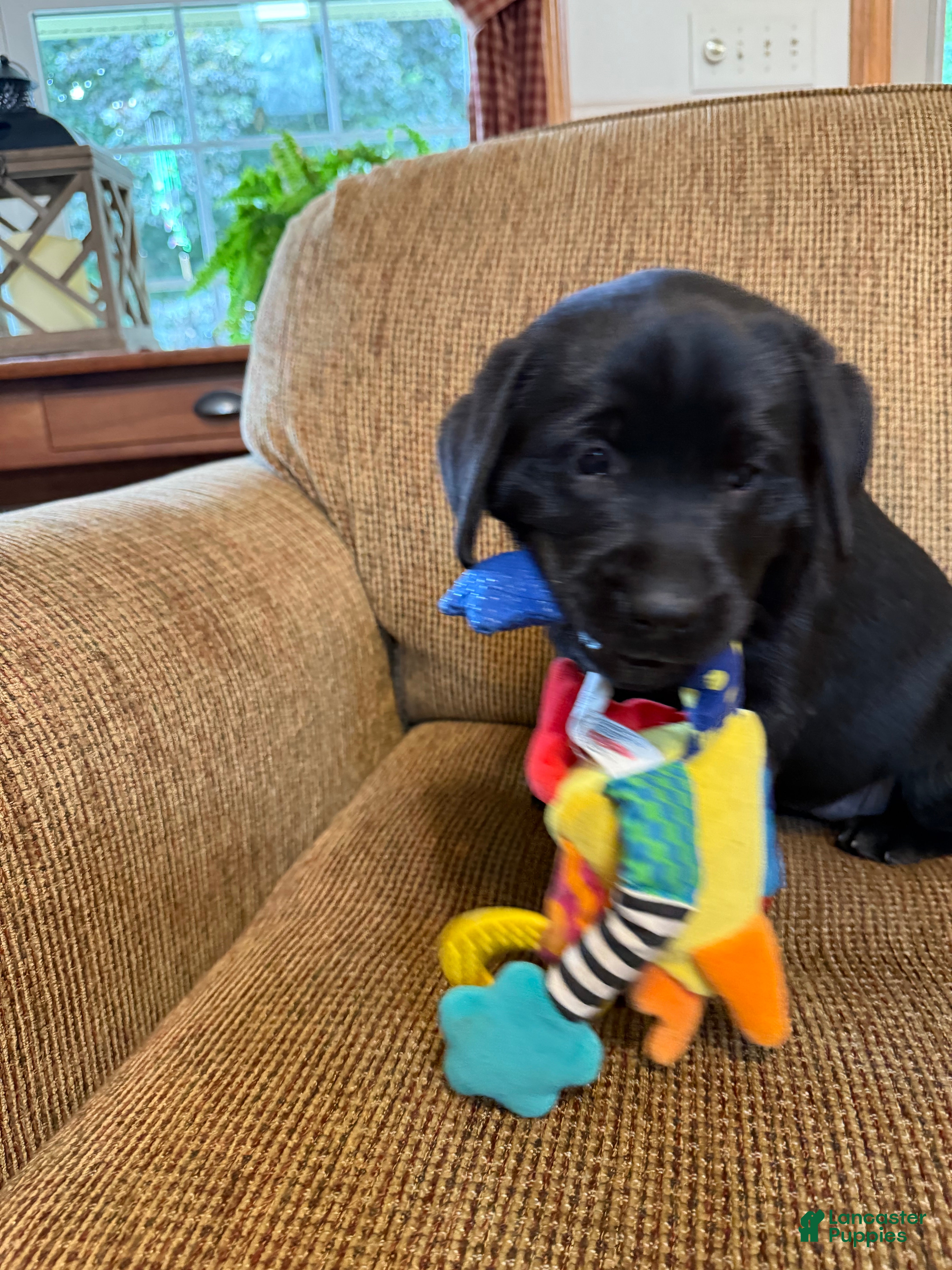 Labrador Retriever dogs Carly  - Ad 2