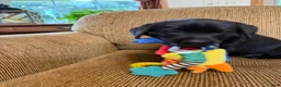 Labrador Retriever dogs for sale: Carly  - Ad 2
