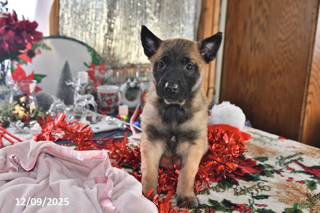 Belgian Malinois dogs for sale: Scarlet - Ad 4