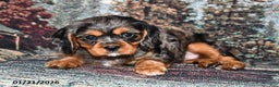 Cavalier King Charles Spaniel dogs for sale: Raleigh - Ad 2