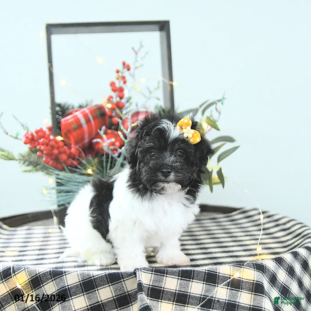 Havapoo dogs for sale: Elsa - Ad 9